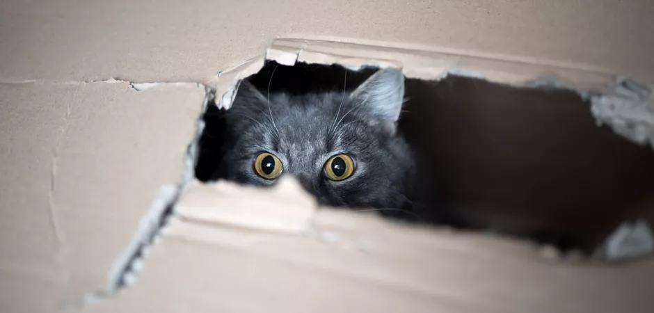 Почему кошки любят картон | Компания PACK MARKET
